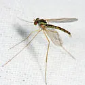 Sciapus tener - photo 2
