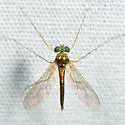 Sciapus tener - photo 3