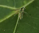 Sciapus tener - photo 4