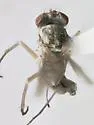 Sciapus wiedemanni - photo 2