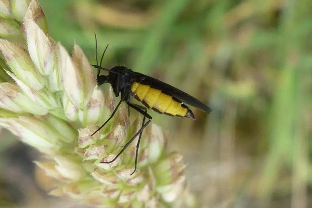 Sciara analis