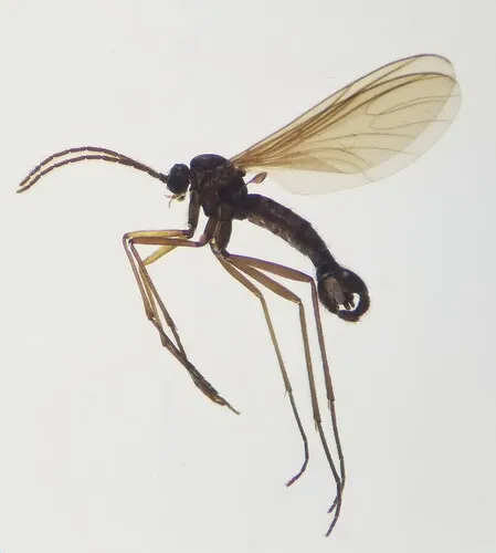 Sciara flavimana