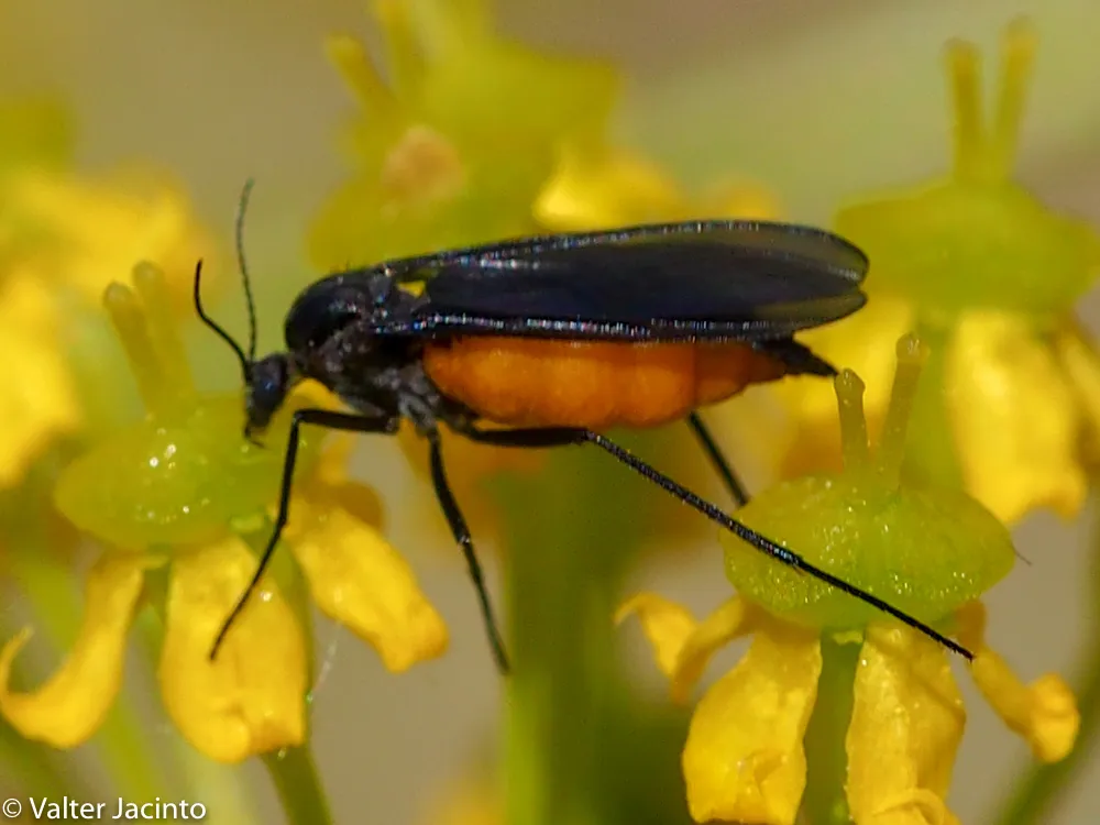 Sciara hemerobioides - photo 2