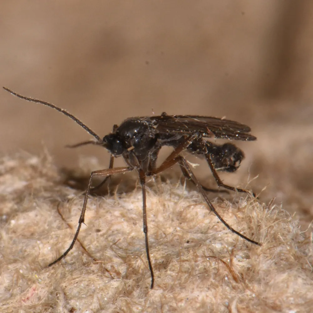 Sciara humeralis - photo 2
