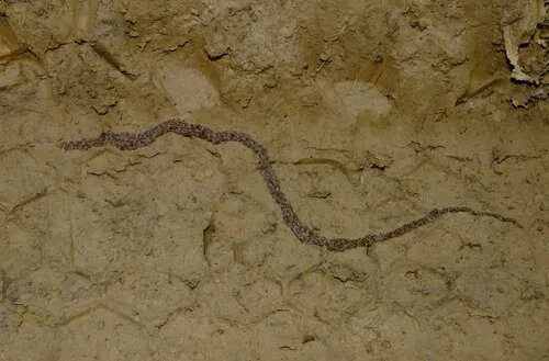 Sciara militaris