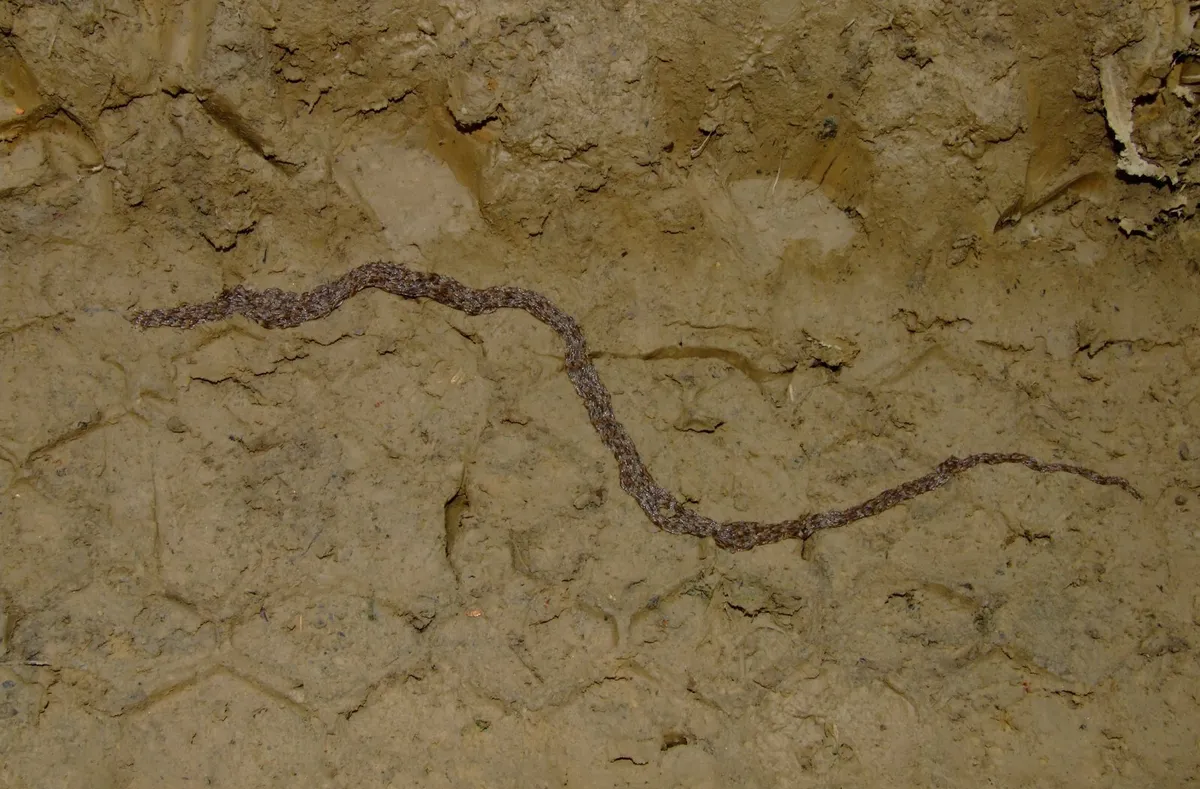Sciara militaris - photo 3