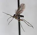 Sciara sciophila - Sciara sciophila
