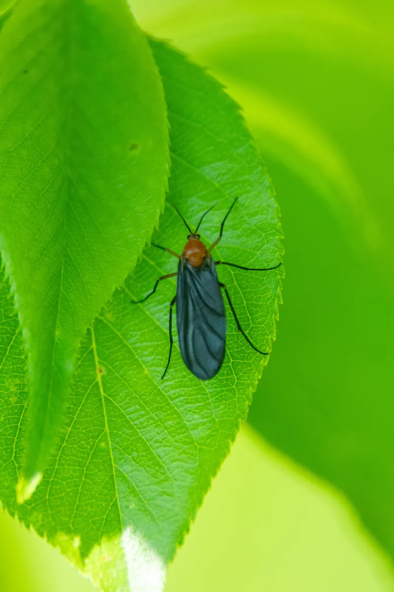 Sciara thoracica - photo 2