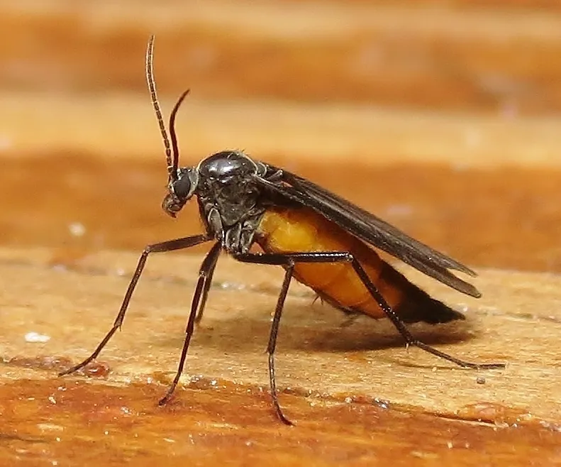 Dark-winged Fungus Gnats - Sciaridae