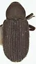 Scierus pubescens