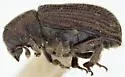 Scierus pubescens - photo 2