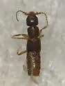 Sciocharis exilis - photo 2