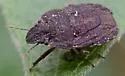 Sciocoris longifrons
