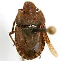 Sciocoris longifrons - photo 3