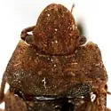 Sciocoris longifrons - photo 4