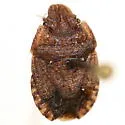 Sciocoris longifrons - photo 5