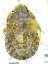 Sciocoris microphthalmus