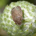 Sciocoris microphthalmus - photo 3