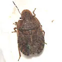Sciocoris microphthalmus - photo 4