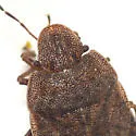 Sciocoris microphthalmus - photo 5