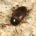Sciodrepoides terminans - photo 2