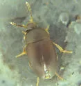 Sciodrepoides terminans - photo 4