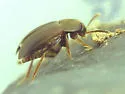 Sciodrepoides terminans - photo 5
