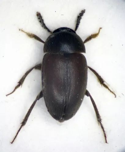 Sciodrepoides watsoni