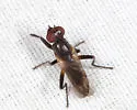 Sciomyza varia