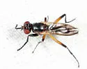 Sciomyza varia - photo 2
