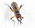 Sciomyza varia - photo 3