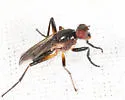 Sciomyza varia - photo 4
