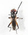 Sciomyza varia - photo 5