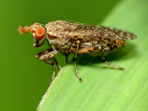 Marsh Flies, Snail-killing Flies - Sciomyzidae