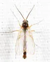 Sciophila novata