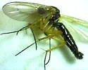 Sciophila plurisetosa