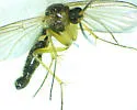 Sciophila plurisetosa - photo 2