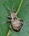 Obscure Root Weevil - photo 2