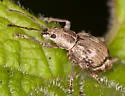 Obscure Root Weevil - photo 3