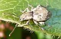 Obscure Root Weevil - photo 4