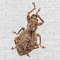 Obscure Root Weevil - photo 5