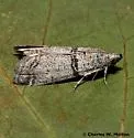 Sciota bifasciella - Hodges#5801