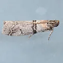 Sciota bifasciella - Hodges#5801 - photo 2
