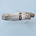 Sciota bifasciella - Hodges#5801 - photo 3