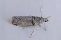 Sciota bifasciella - Hodges#5801 - photo 4