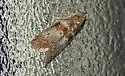 Willow Gall Inquiline Moth - Hodges#5798 - photo 2