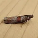 Willow Gall Inquiline Moth - Hodges#5798 - photo 4