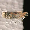 Hackberry Leafroller - Hodges#5803