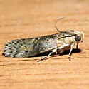 Hackberry Leafroller - Hodges#5803 - photo 4