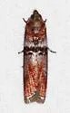 Sciota delassalis